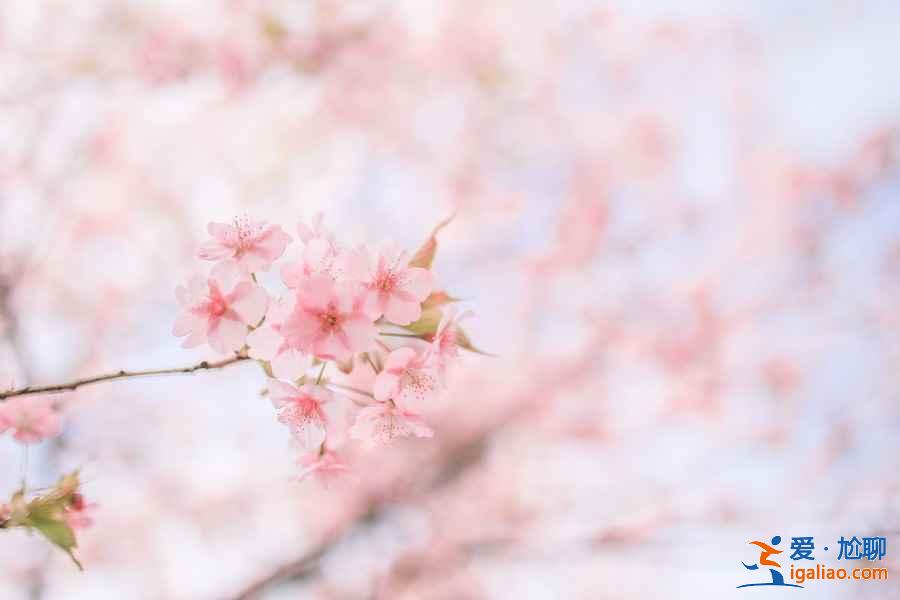 2019年東京賞櫻去哪好，2019年東京賞櫻地點推薦，2019年東京賞櫻攻略？