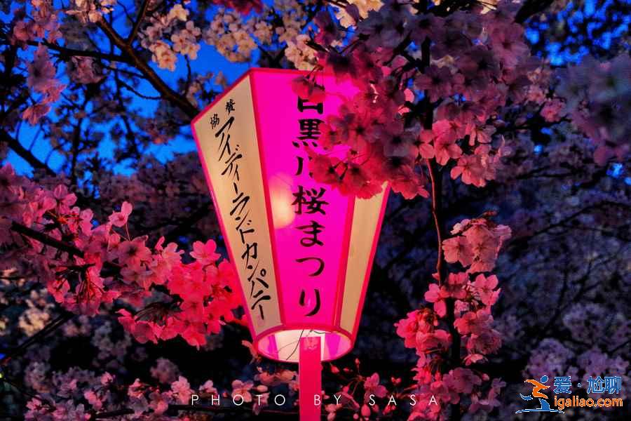 2019年東京賞櫻去哪好，2019年東京賞櫻地點推薦，2019年東京賞櫻攻略？
