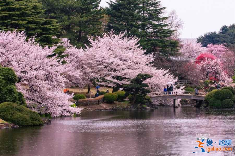 2019年東京賞櫻去哪好，2019年東京賞櫻地點推薦，2019年東京賞櫻攻略？