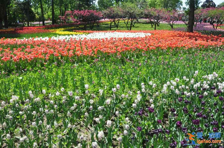 北京周末賞花好去處，北京周末賞花攻略，北京去哪兒賞花？