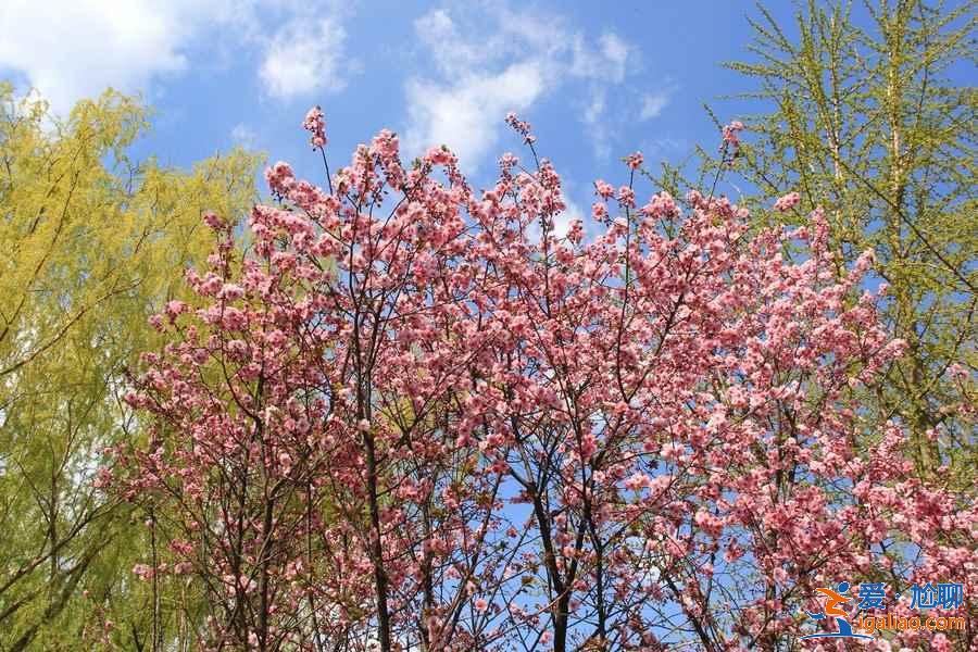 北京特色公園推薦，北京有哪些特色公園，北京特色公園游玩攻略？