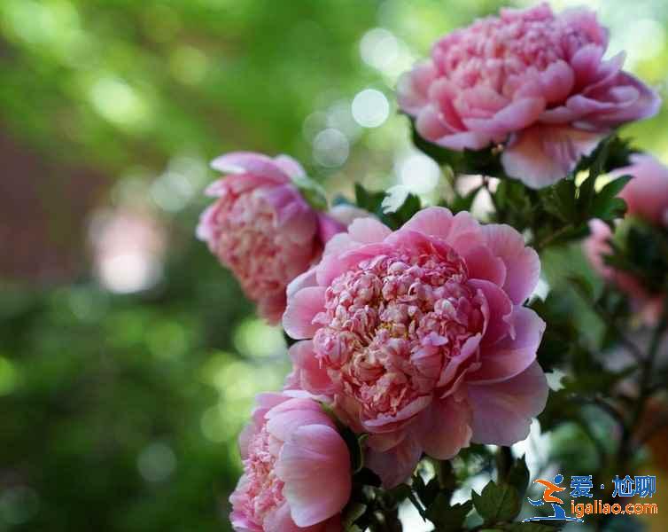 杭州哪里適合和閨蜜賞花，和閨蜜去杭州哪里賞花，杭州賞花好去處？