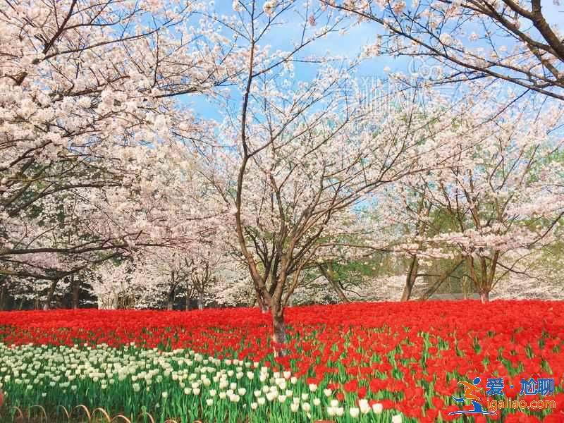 杭州哪里適合和閨蜜賞花，和閨蜜去杭州哪里賞花，杭州賞花好去處？