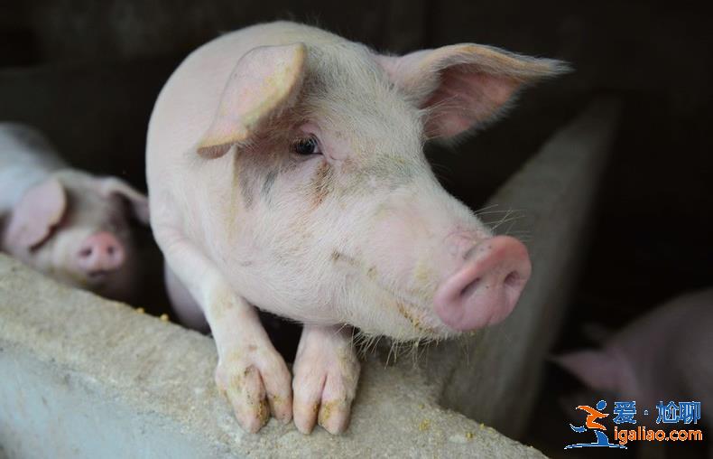 豬價持續(xù)上漲后走勢怎樣，養(yǎng)豬的人趕緊看看！[豬肉多少錢一斤]？