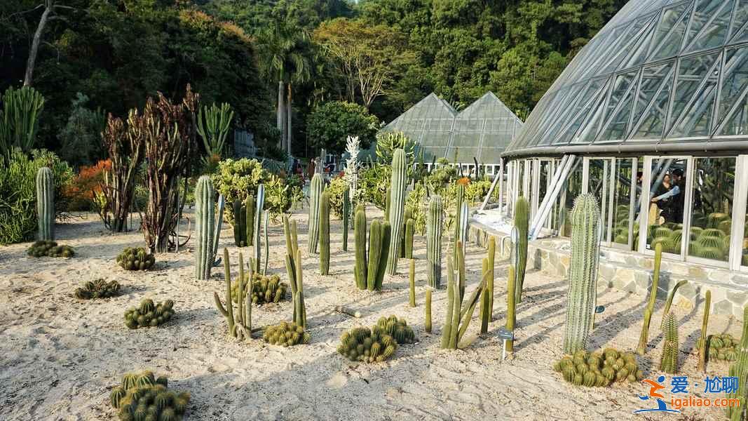 深圳新晉網紅景點打卡，深圳網紅景點一日游，深圳一日游網紅景點攻略？