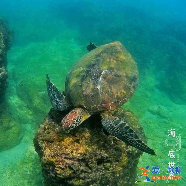 臺灣哪里潛水好，臺灣去哪兒玩潛水，臺灣浮潛潛水攻略？