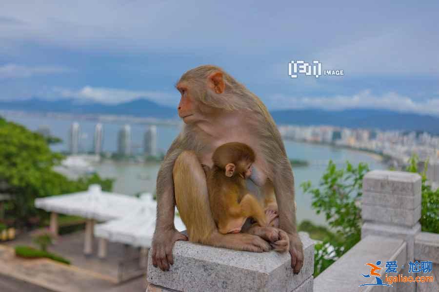 三亞鹿回頭風景區值得去嗎?三亞鹿回頭風景區游玩大解析? 三亞鹿回頭風景區值得去嗎?三亞鹿回頭風景區游玩大解析?