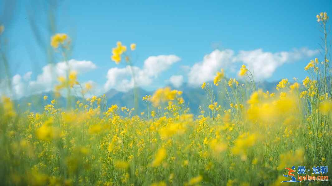 青海湖一日游去哪里，青海湖一日游怎么玩，青海湖一日游攻略？