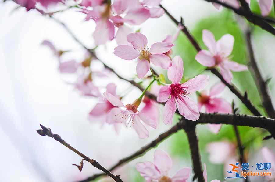 廣州春季去哪賞花，廣州春季賞花哪里好看，廣州春季賞花路線？
