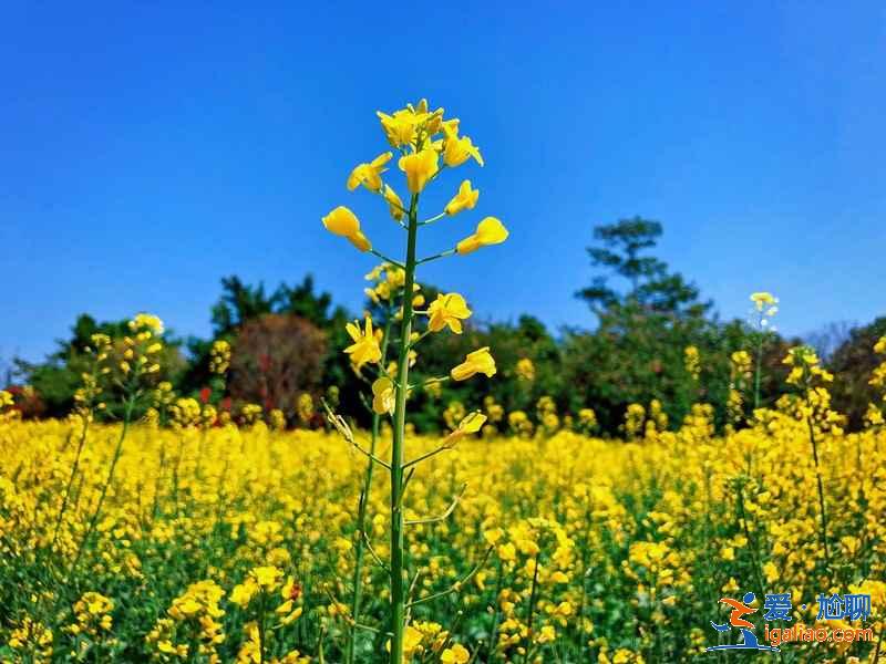 廣州春季去哪賞花，廣州春季賞花哪里好看，廣州春季賞花路線？
