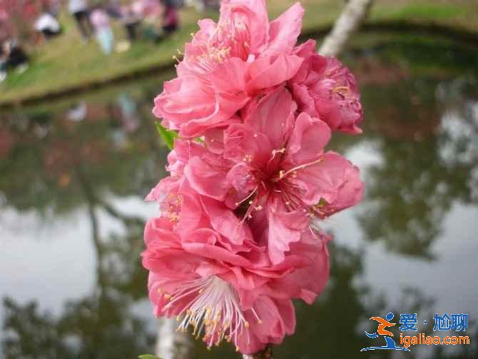 廣州春季去哪賞花，廣州春季賞花哪里好看，廣州春季賞花路線？