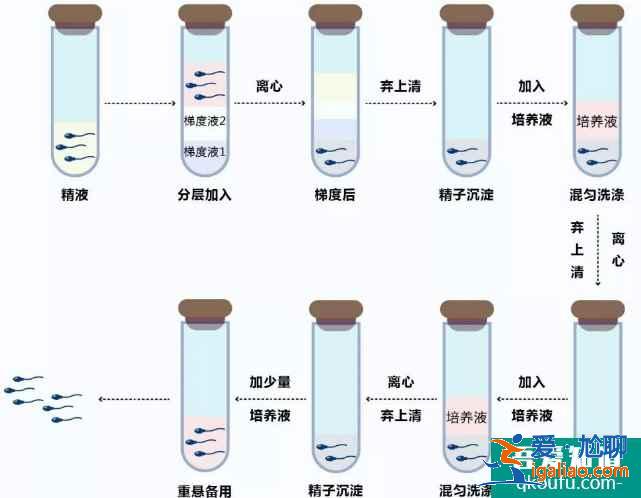 精液不液化赴美做試管嬰兒，ICSI成功率有多高？？