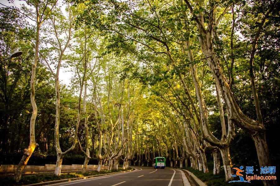 中秋節(jié)去南京怎么樣,2018中秋節(jié)去南京三日路線? 中秋節(jié)去南京怎么樣,2018中秋節(jié)去南京三日路線?