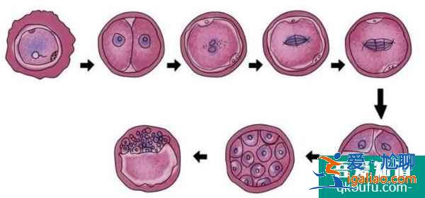 去做試管嬰兒，具體步驟是什么?？