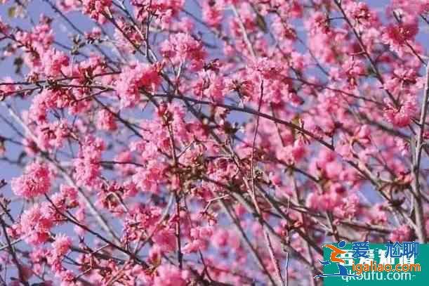 冬天旅游推薦地 冬天應該去哪些地方旅游呢? 冬天旅游推薦地 冬天應該去哪些地方旅游呢?