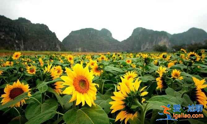 【南寧上林向日葵】上林葵花什么時候開，上林向日葵在哪里？