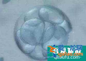 amh低于多少不能做泰國試管嬰兒？？