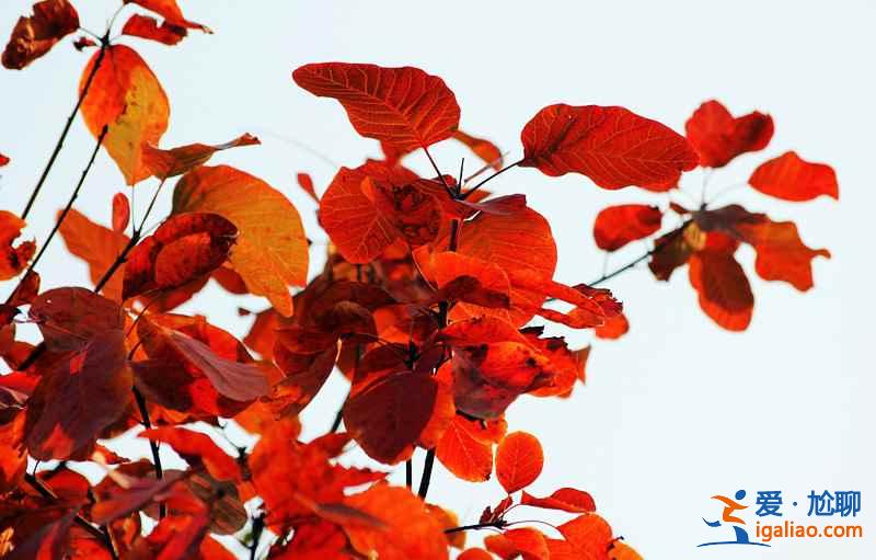 【國慶北京香山紅葉能看嗎】北京國慶節(jié)去哪里看紅葉，國慶節(jié)北京看紅葉的地方？