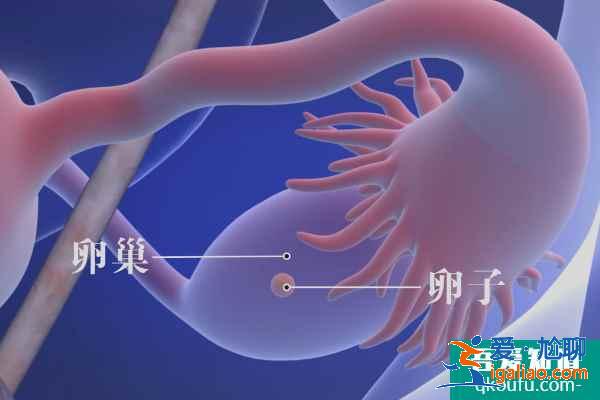 試管嬰兒專家：赴美IVF前遠離輻射、提高精卵質量？