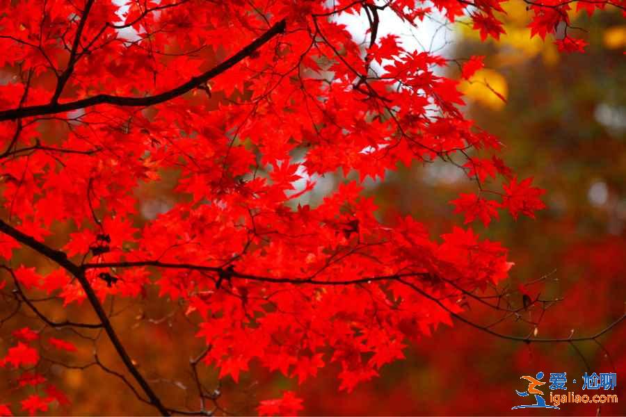 【國慶北京香山紅葉能看嗎】北京國慶節(jié)去哪里看紅葉，國慶節(jié)北京看紅葉的地方？
