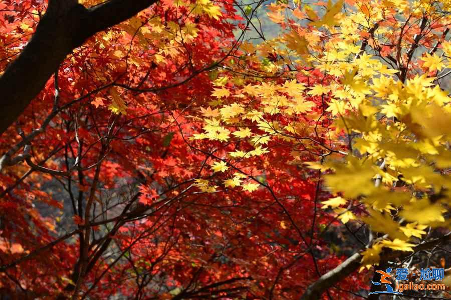 【國慶北京香山紅葉能看嗎】北京國慶節(jié)去哪里看紅葉，國慶節(jié)北京看紅葉的地方？