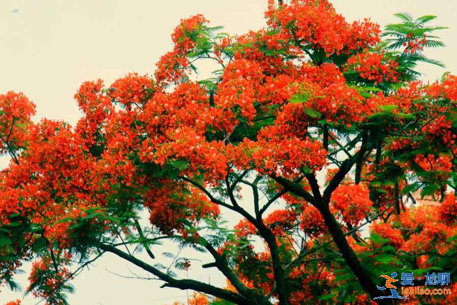 【2018鼓浪嶼十一天氣詳情】2018鼓浪嶼十一天氣預報? 【2018鼓浪嶼十一天氣詳情】2018鼓浪嶼十一天氣預報?