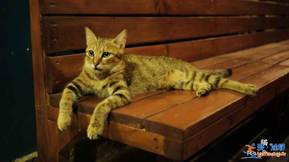 【2018鼓浪嶼十一天氣詳情】2018鼓浪嶼十一天氣預報? 【2018鼓浪嶼十一天氣詳情】2018鼓浪嶼十一天氣預報?