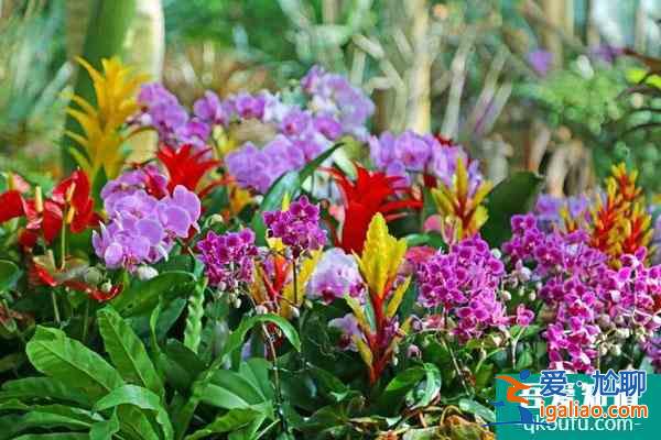上海植物園自2022年1月1日起免大門票 附開放時間？