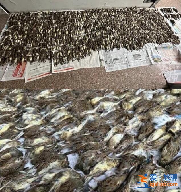 男子捕鳥近千只稱用來涮火鍋 被查獲竟然都是保護動物? 男子捕鳥近千只稱用來涮火鍋 被查獲竟然都是保護動物?