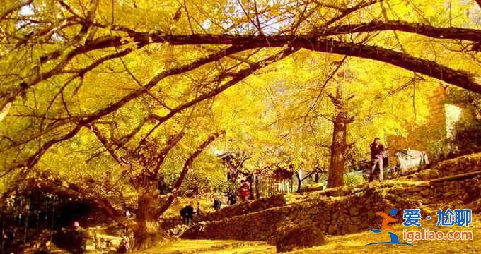 2018秋天去哪看銀杏？全國(guó)賞銀杏的地方推薦？