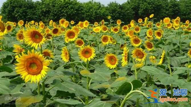 廣州端午節(jié)去哪玩，2019廣州端午節(jié)賽龍舟時間、地點？