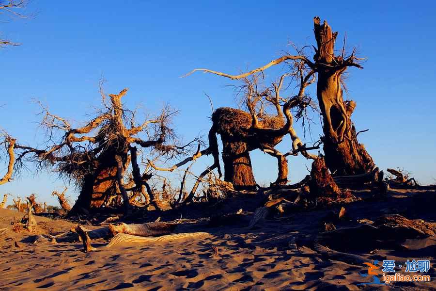 額濟納旗，一夜寒露驟然變黃的胡楊林？