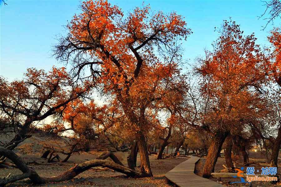 額濟納旗，一夜寒露驟然變黃的胡楊林？