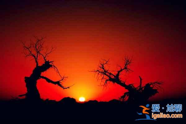 額濟納旗，一夜寒露驟然變黃的胡楊林？