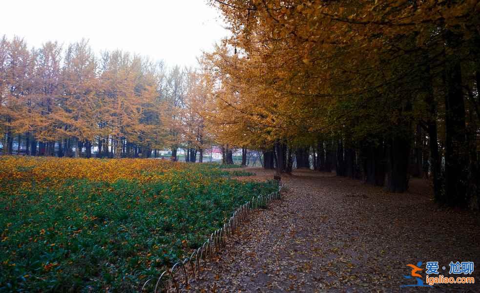 臨沂銀杏園，最美的秋景？