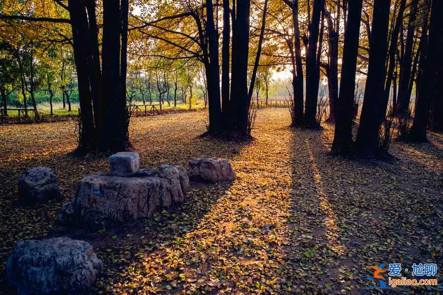 臨沂銀杏園，最美的秋景？