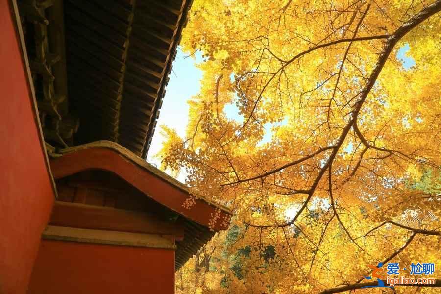北京黃黃的銀杏葉觀賞指南，這些小眾地方你肯定不知道？