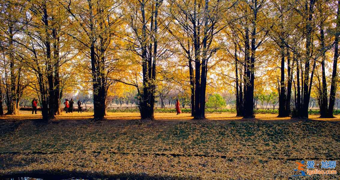 臨沂銀杏園，最美的秋景？