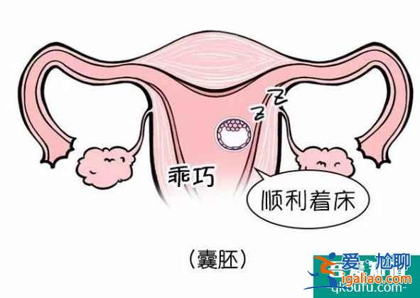 試管嬰兒移植囊胚成功率高嗎？？