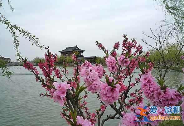 南匯桃花節什么時候開始，2017南匯桃花節時間、地點、門票？