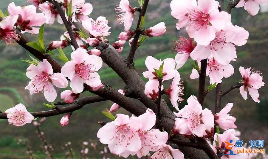 濟寧到泗水桃花節怎么走，濟寧到泗水桃花節班車—時刻表？