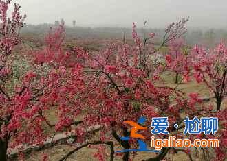 濟寧到泗水桃花節怎么走，濟寧到泗水桃花節班車—時刻表？