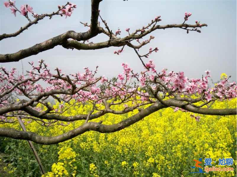 南匯桃花節什么時候開始，2017南匯桃花節時間、地點、門票？