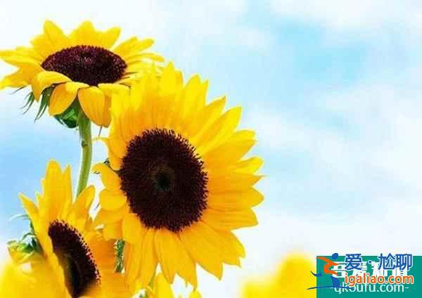 40歲+的高齡女性去泰國做試管嬰兒，成功率高不高？？