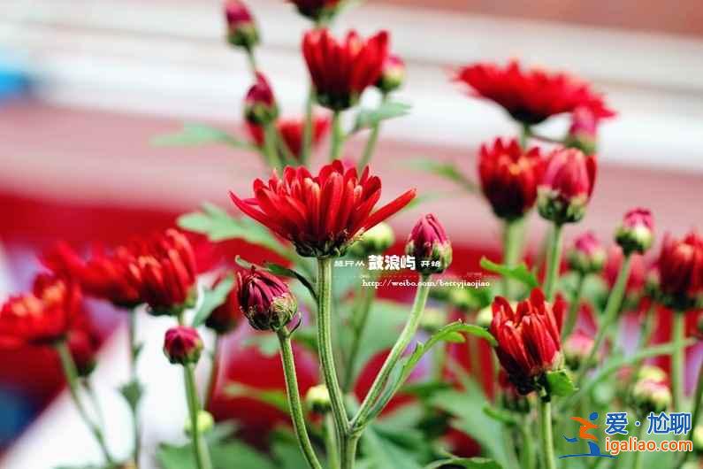 【清明節去廈門旅游】2017清明適合去廈門嗎，2017清明去廈門穿什么？