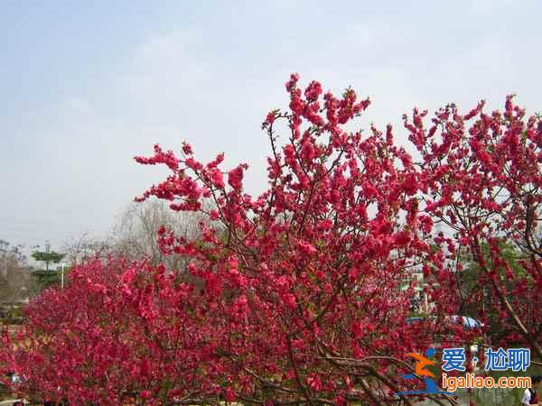 2017南匯桃花節(jié)地址、門票,2017南匯桃花節(jié)? 2017南匯桃花節(jié)地址、門票,2017南匯桃花節(jié)?