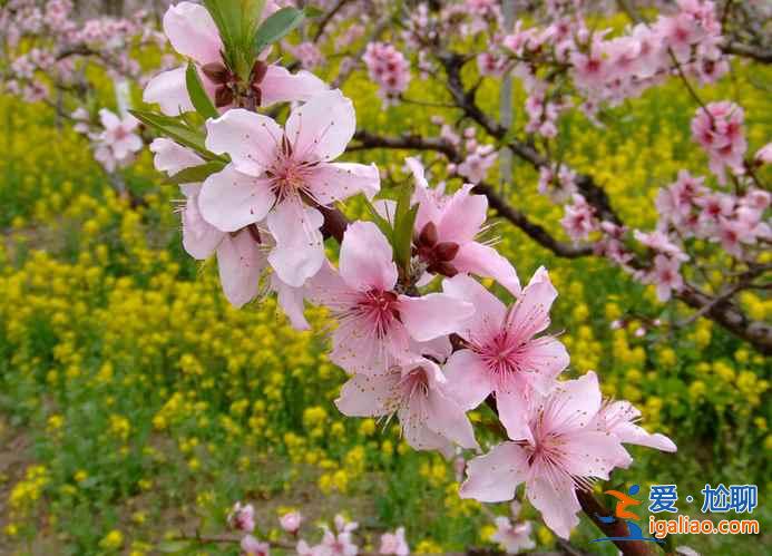 2017南匯桃花節(jié)地址、門票,2017南匯桃花節(jié)? 2017南匯桃花節(jié)地址、門票,2017南匯桃花節(jié)?