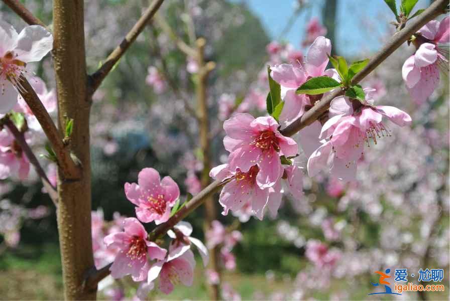 龍泉桃花溝門票價格是多少，龍泉桃花溝交通信息？