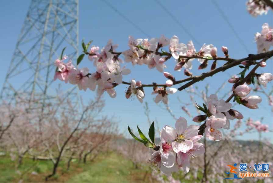 龍泉桃花溝門票價格是多少，龍泉桃花溝交通信息？