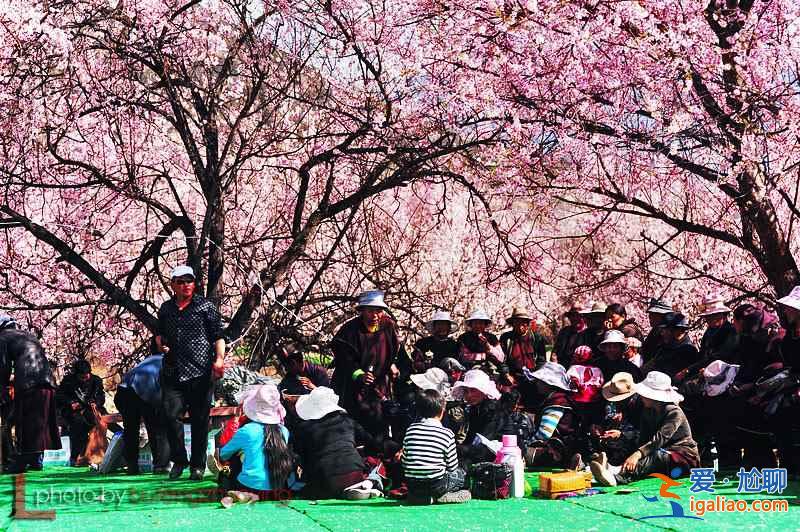 【林芝PK西湖】林芝桃花與西湖早春桃花哪個更好看？